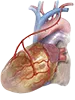 Heart Specialist in Raipur